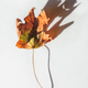 Illustration for article titled 76 Stunning Photos Of Fall Leaves